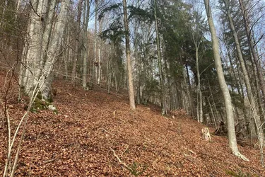 GEPFLEGTER BUCHEN- MISCHWALD IM GÖRTSCHITZTAL - 2,6 HA - HANGLAGE - FAIRER PREIS