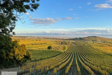 Landwirtschaftl. Äcker in der Weinbauregion Neusiedler See / Gols - Weiden