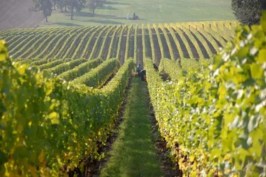 Weinbaufläche in Rumänien - ca. 50km von Arad