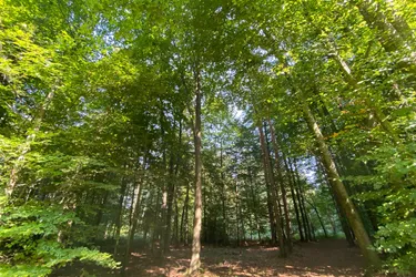 Waldgrundstück im Bezirk Südoststeiermark - GOSSENDORF