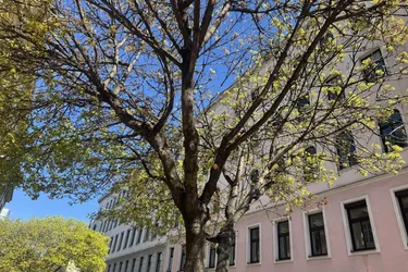 WOHNEN IN DER NÄHE DES WIENER PRATERS - LEBENSQUALITÄT ZWISCHEN NATUR UND STADTFLAIR