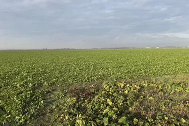 Nutzbares Land in Absdorf - 9183m² für Land- und Forstwirtschaft