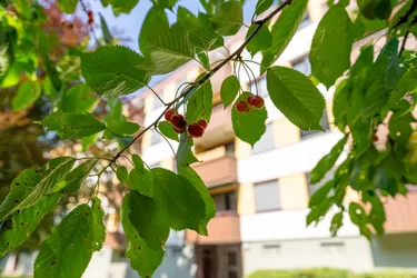 3-4 Zimmer Wohnung "Cherry"