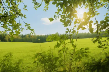 Naturliebhaber aufgepasst: 3 Baugrundstücke in Ruhelage