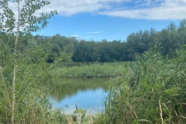 In Vitnyéd inmitten eines 5 Hektar großen Waldes mit einem 1 Hektar großen See Zu verkaufen