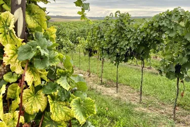 Expose Wein- und Ackerbau | Laufender Betrieb zu kaufen!