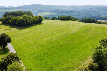 Grundstück mit Baumbestand für landwirtschaftliche Zwecke | 60.053 m² | Schwarzenbach in der Buckligen Welt