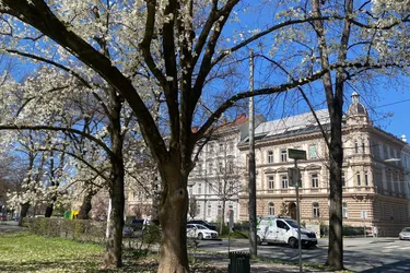SANIERTER ALTBAU STADTPARK-BLICK ohne provision