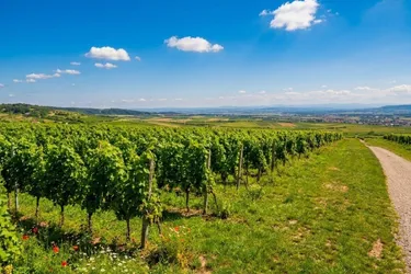 Traditionsweingut Kamptal | 8,5 ha Spitzenlagen | Seit 1776 | Moderner Edelstahlkeller | Elsarn im Straßertal, NÖ