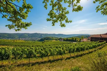 Historischer Gewölbekeller mit Weingarten | 125 m² + 1.259 m² | Kamptal – Mollands, NÖ