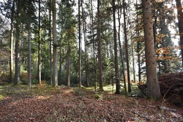 ca. 10 ha gut erschlossene Waldfläche