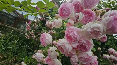 Impression Rosengarten
