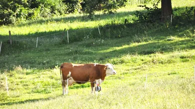 Grundstück