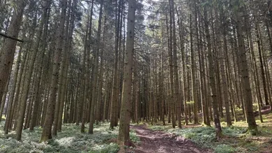 Wald Gst.Nr. 412, 459
