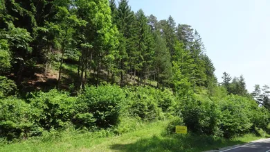 Wald