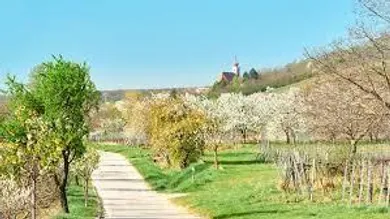 Kirschblütenradweg