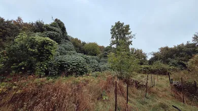 Garten 1