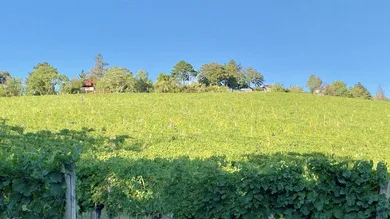 Weinberg