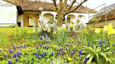 Wiese mit Blumen im Garten