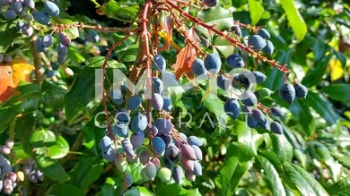 IMG-20250716-WA0011