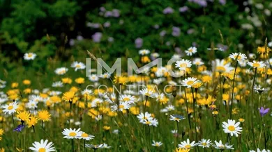 Foto Blumenwiese