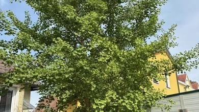 01 Zwei Häuser auf einer Parzelle in Wördern