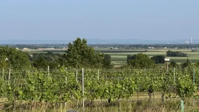 Baugrundstück 3481 Fels am Wagram