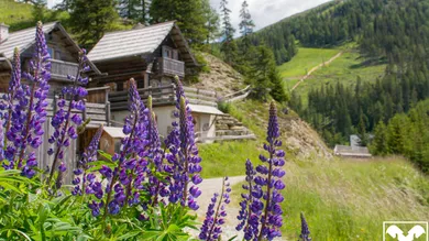 Außenansicht Lupinienblüte