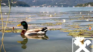 Wörthersee