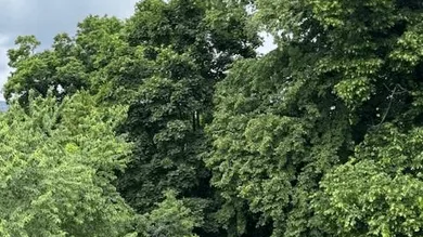 Baum