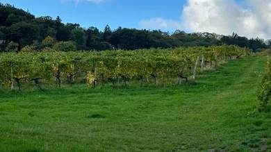 FREI_Allgemein_Ausblick Weinberge