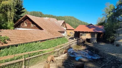 Schweinestall