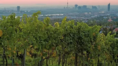WUNDERSCHÖNER HEURIGER 6.500m² WEINGARTEN