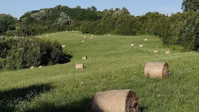 Landwirtschaftliches Anwesen Suhopolje 10 ha - 23