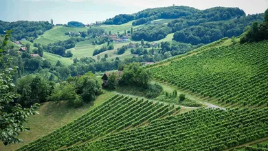 Symbolbild Südsteiermark