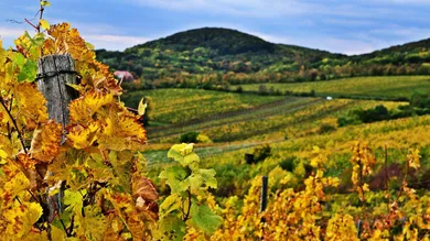 WEINBERGE