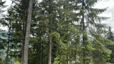 Ansicht Wald