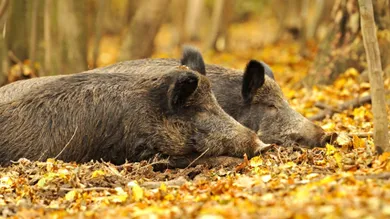 Symboltoto Wildschwein