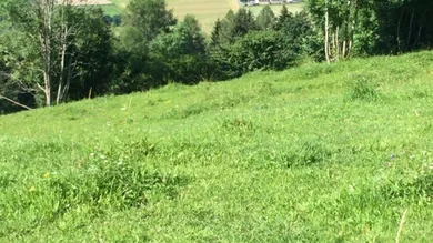 Ansicht Wiese / Weide