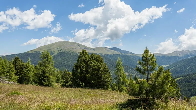 Zwischen Almrausch und Zirbenwald