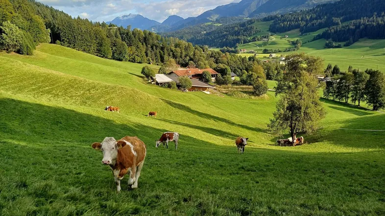 Idyllische Alpenlandschaft mit grünen Wiesen, weidenden Kühen und traditionellen Häusern im Hintergrund.