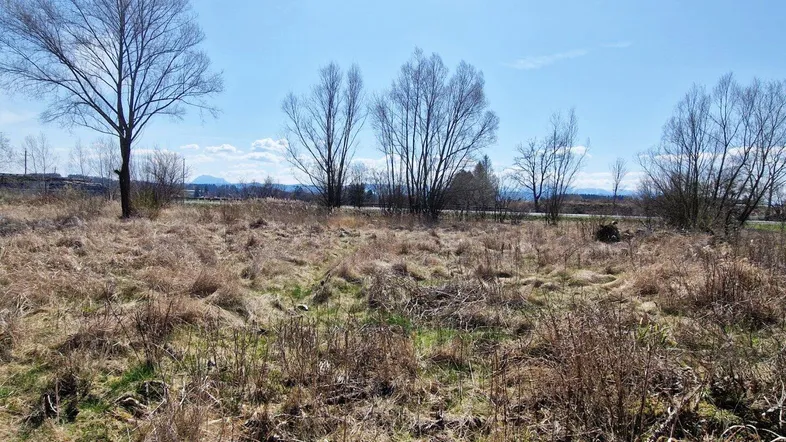 Weitläufiges Feld mit trockenem Gras und kahlen Bäumen unter blauem Himmel und Sonnenschein.