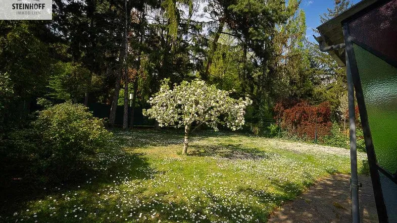 Großer Gartenbereich mit blühendem Baum und Gänseblümchen, umgeben von hohen Bäumen.