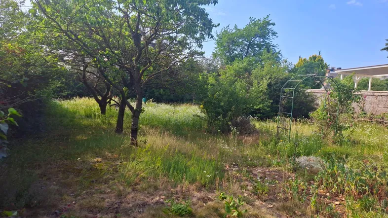 Überwachsener Gartenbereich mit Bäumen und viel Grün, der auf eine zukünftige Gestaltung wartet.