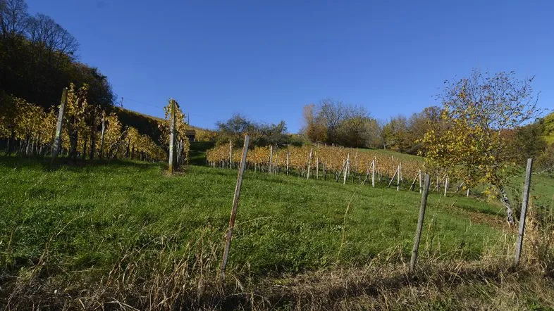 Herbstliche Weinberge mit gelb gefärbten Blättern unter strahlend blauem Himmel und grünen Hügeln.