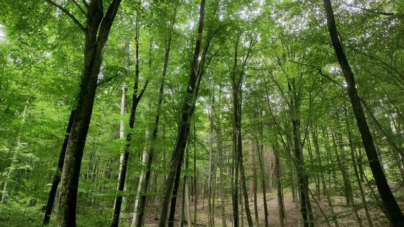 Dichter Laubwald im Frühling mit leuchtend grünen Blättern und hohen Baumstämmen.
