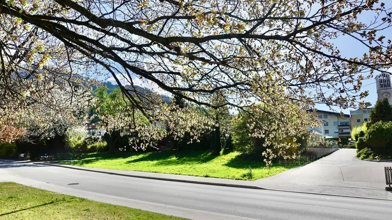 Sonnige Frühlingslandschaft mit blühenden Bäumen, einer Straße und Gebäuden im Hintergrund, umgeben von grünen Hügeln.