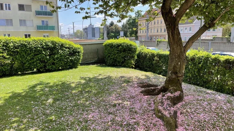 Gepflegter Gartenbereich mit blühendem Baum, Rasenfläche und Hecken an einem sonnigen Tag.