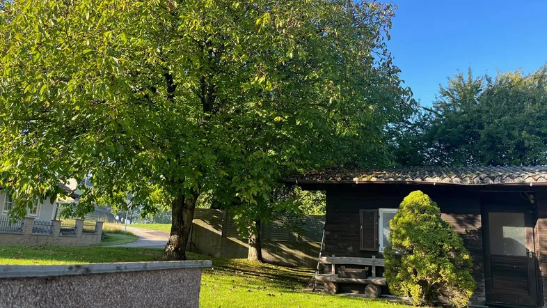 Großer Gartenbereich mit einem alten Baum und einer kleinen Holzhütte unter blauem Himmel.