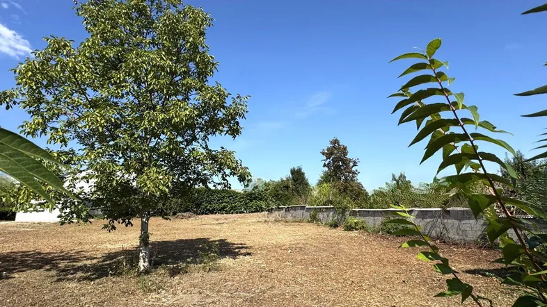 Weitläufiges Grundstück mit einem Baum und trockenem Gras unter blauem Himmel.